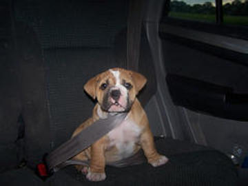 Dog_in_car_2_3