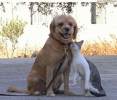 Cats_and_dogs_9