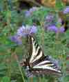 Pale_swallowtail_butterfly_on_a_mon