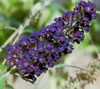 Butterflybush_lg_2