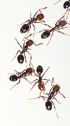 Fire_ants