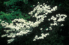 Dogwood