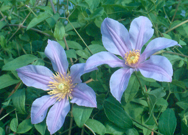 Clematis_amelia_3