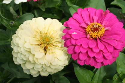 Zinnias_3
