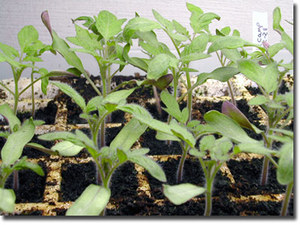 Tomatoesmarch