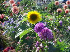 Cuttinggardenflowers003