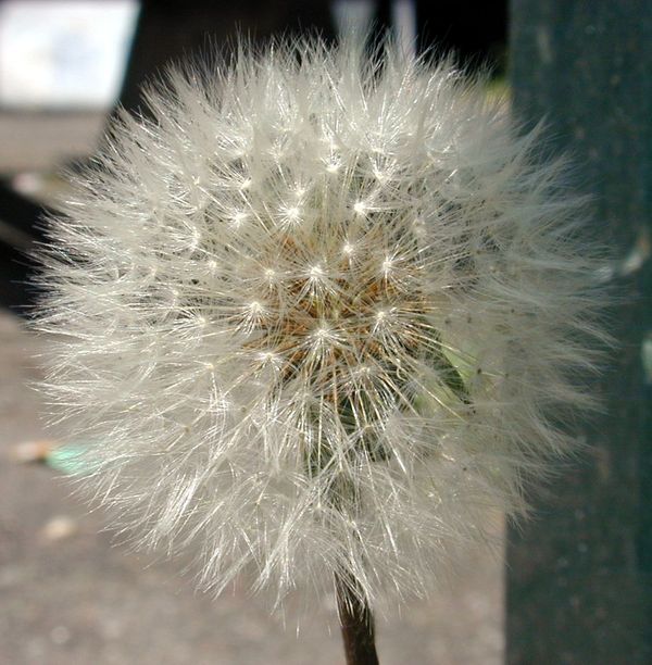 Dandelion