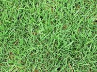 Grass
