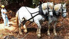Percheronsm2_2
