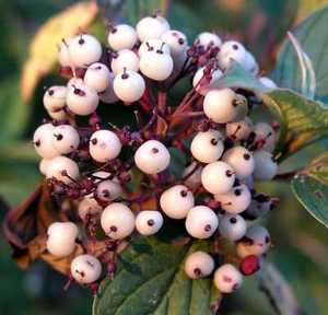 Dogwoodfruit