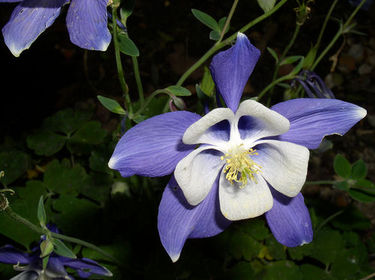 Columbine