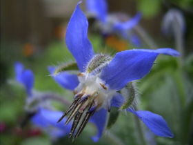 800pxborageflowerhr_3