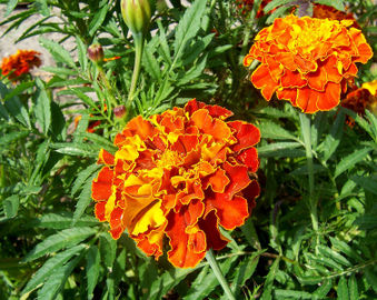 754pxfrench_marigold