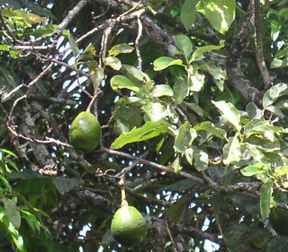 Papya_belize_2