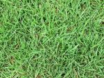 Grass