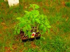 Backyardtomatoes0001