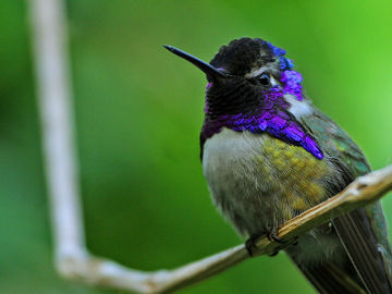 800pxhummingbird_2