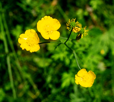 Dwbuttercup2_2