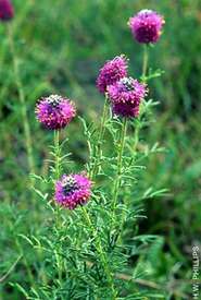 Dalea_purpurea