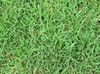 Grass