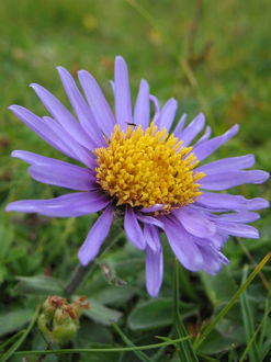 450pxaster_alpinus_jul2003