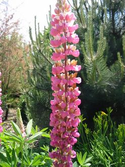Lupinus