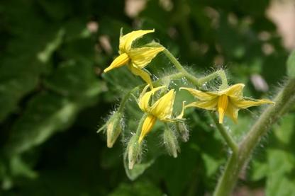 Tomatocrw_3217