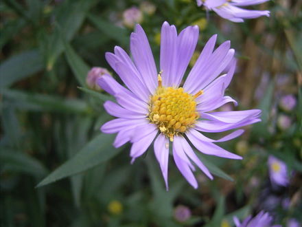 800pxasternovibelgiiflower1mb