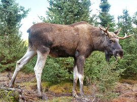 Moosegustav