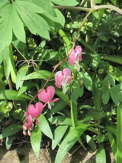 450pxdicentra_bleeding_heart