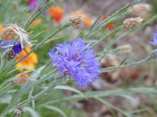 15352_summer_bachelor