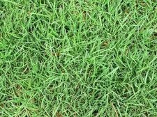 Grass