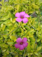 438344_flower_7