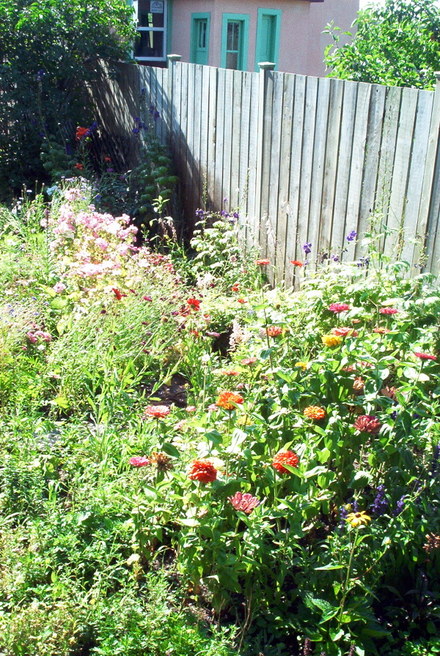 Backyard_2