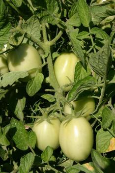 Tomatoescrw_4662