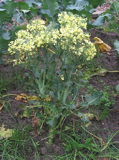 449pxbroccoli_bloeiend