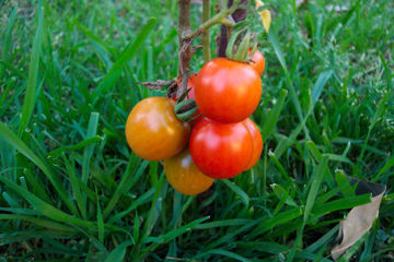 800pxtomato_grass_backdrop