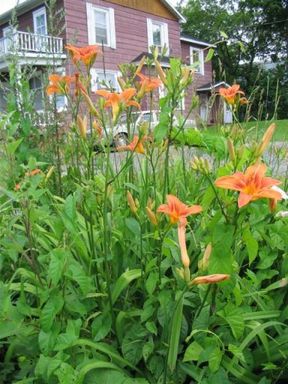 Tigerlilies