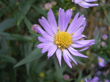 800pxasternovibelgiiflower1mb