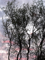 Corkscrew_willow