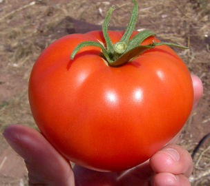 676pxtomato