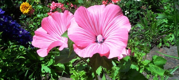 Wwpink