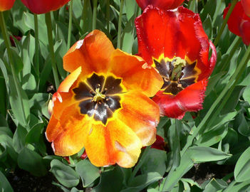 782pxorange_hybrid_darwin_tulip_and