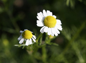 Chamomile_flowers