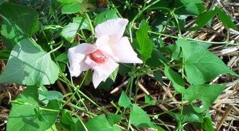 Photos_jardin_et_commissions_013