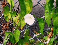 Fence