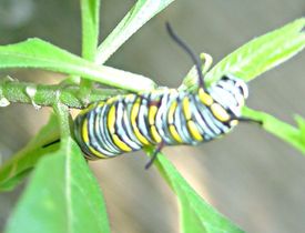 786pxdanaus_plexippus_caterpillar_d