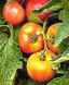 Tomatoes_on_bush