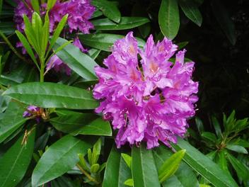 Rhododendronbyeiffelpublicdomain200