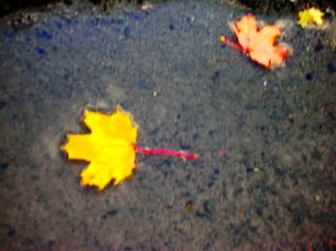 Leafs0001